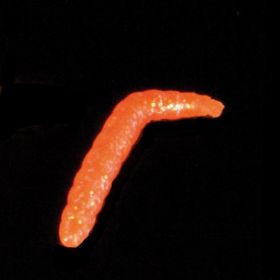 Iron Trout gumová nástraha Baco vzor OGL 4 cm 6 ks Saenger