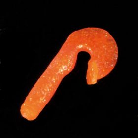 Iron Trout gumová nástraha Tremito vzor OGL 4,5 cm 4 ks Saenger