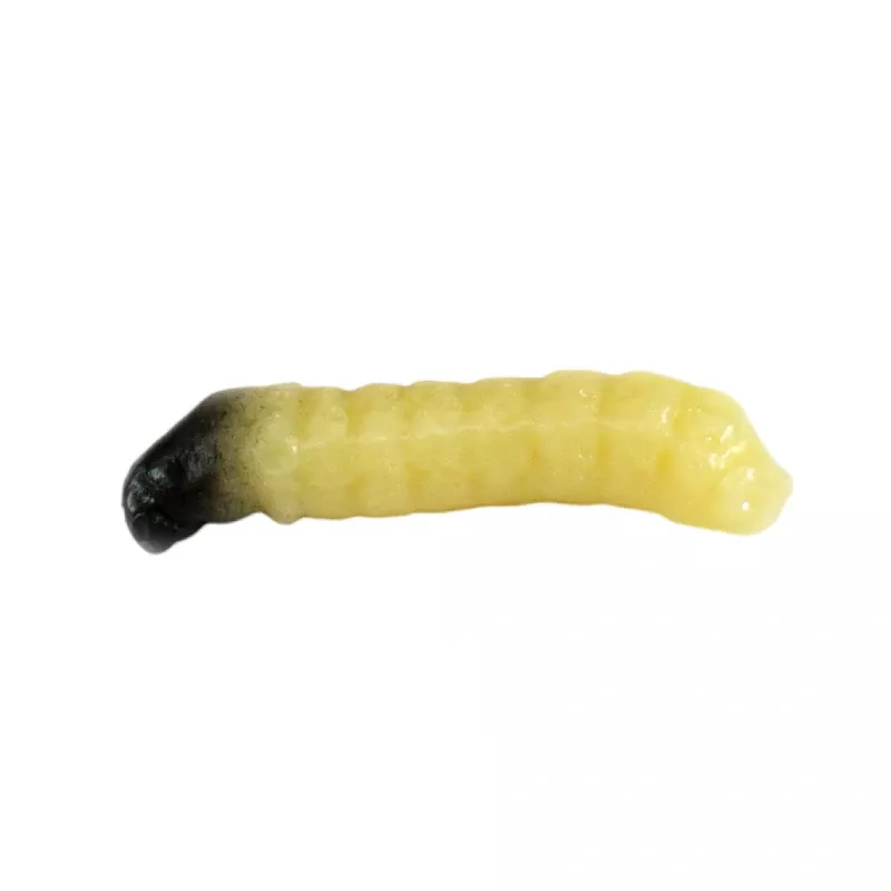 Revol Baits nástraha Caddis Larva 20mm příchuť sýr-česnek, barva natural 10ks