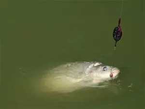 Krmítko Delphin Method QUIX