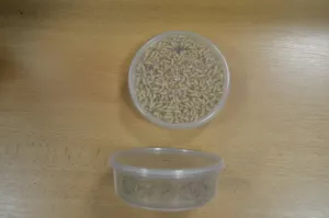 Krmení pro ptáky Živí Červi larva mouchy malé