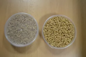 Pinka Bilé , Larvy malé mouchy