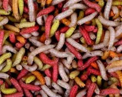 Živí Červi Pinky larva mouchy malé