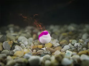 Feedrový nadväzec Delphin Braided Sting / 10ks