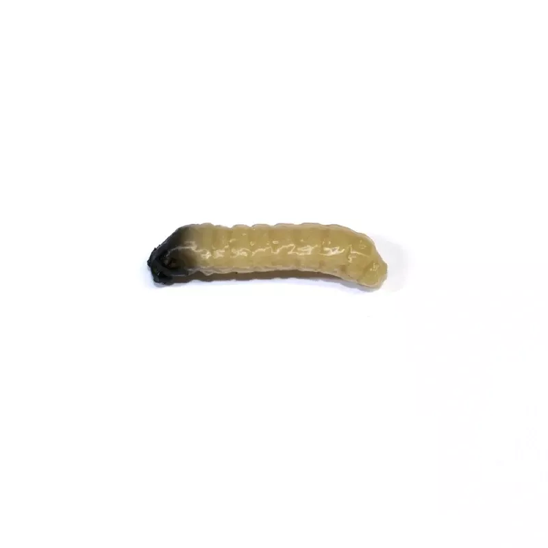 Revol Baits nástraha Caddis Larva 20mm příchuť krevetka, barva světle béžová 10ks