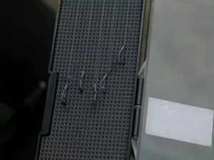 Box na feedrové nadväzce Delphin REAXE RIGIN maxi