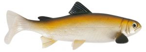 Uni Cat nástraha Trout, 15 cm Vzor BT, 2ks/bal