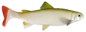 Uni Cat nástraha Trout, 15 cm Vzor GT, 2ks/bal